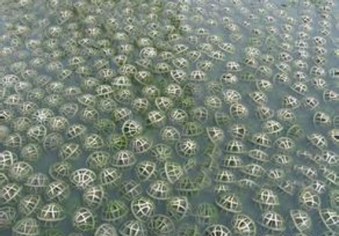 悬浮球填料_副本.jpg